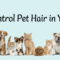 pet hair tips edit image